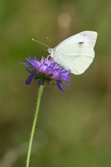 Papillon butinant une fleur violette