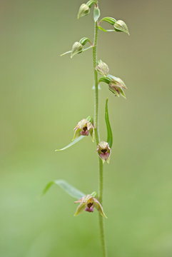 Broad-leaved helleborine (Epipactis helleborine) in bloom isolated with blurry background. Its nodding flowers vary from greenish pink to purple.