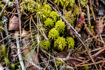 green moss on forestground / overlay/ background/composing/texture