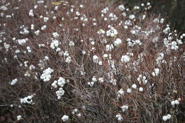 Schneebeerenhecke im Winter