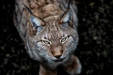 Fotobehang Lynx lynx  © perpis