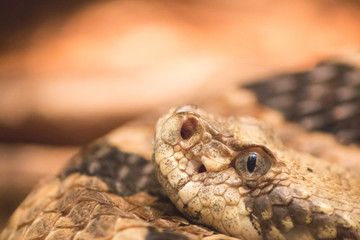 Snake head