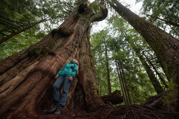 Adventurous Caucasian Girl standing by the Big Cedar Tree in the forest during a foggy day. Taken in Mt Fromme, North Vancouver, British Columbia, Canada.
