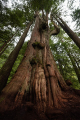 Big Cedar Tree in the forest during a foggy day. Taken in Mt Fromme, North Vancouver, British Columbia, Canada.