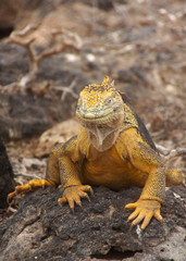 A land Iguana on a stone