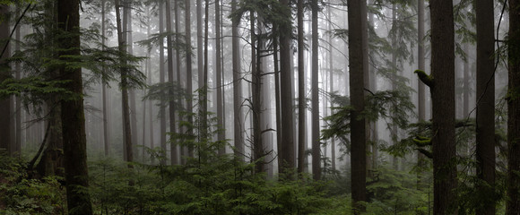 Gloomy dark forest during a foggy day. Taken in Mt Fromme, North Vancouver, British Columbia, Canada. - obrazy, fototapety, plakaty
