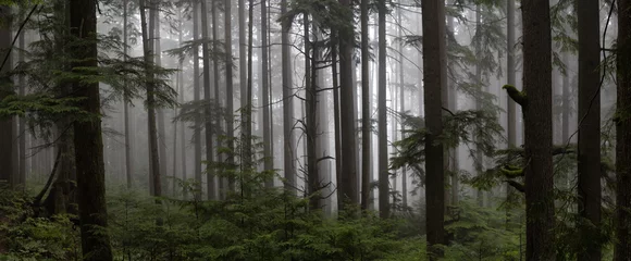 Foto auf Alu-Dibond Düsterer dunkler Wald an einem nebligen Tag. Aufgenommen in Mt Fromme, North Vancouver, Britisch-Kolumbien, Kanada. © edb3_16