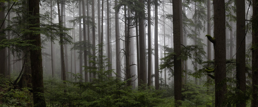 Fototapeta Ponury ciemny las w mglisty dzień. Wykonano w Mt Fromme, North Vancouver, Kolumbia Brytyjska, Kanada.