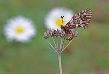 Güneyli fisto kelebeği ; Zerynthia polyxena butterfly 