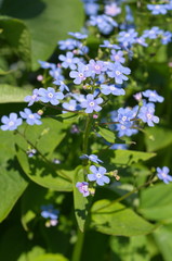 Obraz premium Blooming Brunnera macrophylla in the garden
