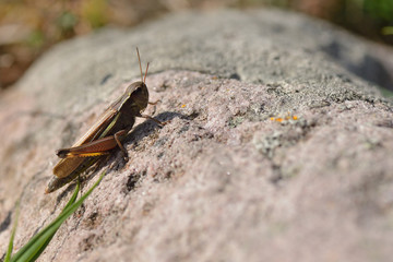 Weibchen der Sumpfschrecke