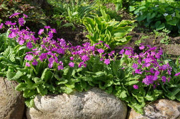 Primrose flowers (lat. Primula cortusoides) blooms in the garden