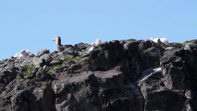 Giant Petrel on a rock Giant Petrel on the rocks of Antarctica