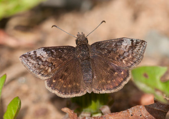 Dreamy Duskywing