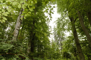 Green forest, Poland