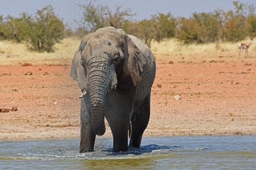 Fototapeta premium Afrikanischer Elefant (loxodonta africana) am Wasserloch Okawao im Etosha Nationalpark in Namibia