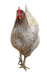 Beautiful chicken hen isolated on white background.