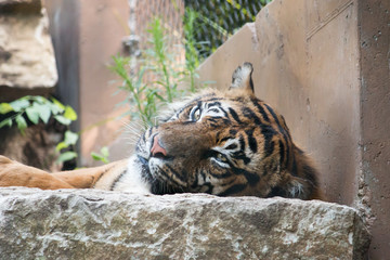 Tiger at rest