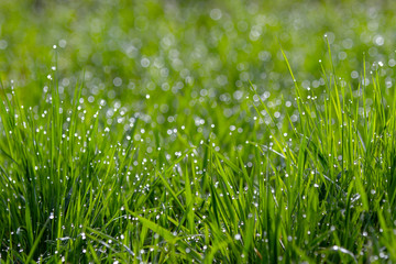 Sunny spring morning and orning dew on green grass . Bright natural bokeh. Small depth of field. Abstract nature background .