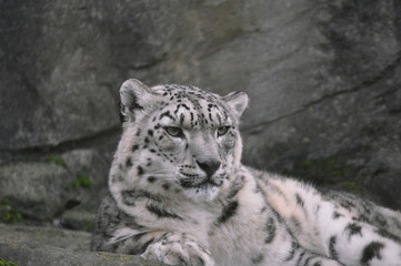 Snow leopard Panthera uncia