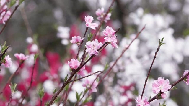 天国に一番近い里 ピンクのハナモモ