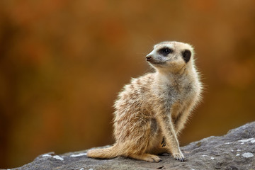 little meerkat looks around