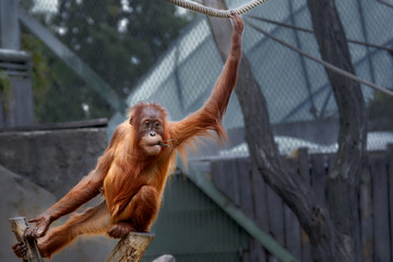 baby orangutan playing on the ropes