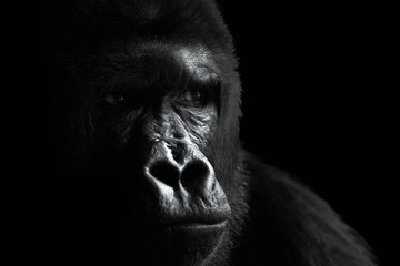Male of a plain gorilla, portrait on a black background - Powered by Adobe