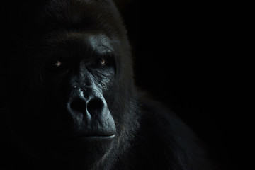 Male of a plain gorilla, portrait on a black background