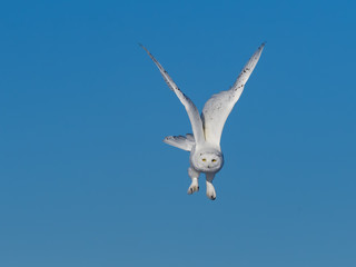 Male Snowy Owl in Flight on Blue Sky in Winter 