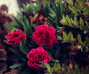 Dianthus caryophyllus, small herbaceous perennial red purple flowers on the balcony