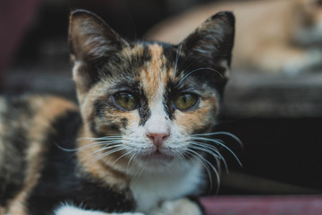 cats looking up sitting on the wooden background.