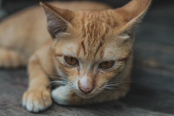 Red cat looking up sitting on the wooden background.