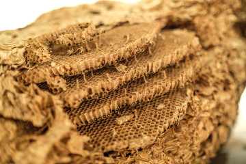 Wasp's Nest Cell Detail