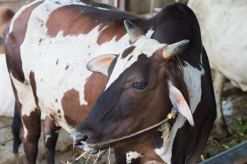 cow eating grass in farm