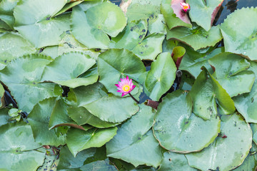 beautiful Lotus flower Pink at Red Lotus Floating Maket Banglan Nakhon Pathom Thailand.