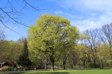 Fototapeta premium city park during spring