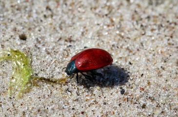 Käfer im Ostseesand