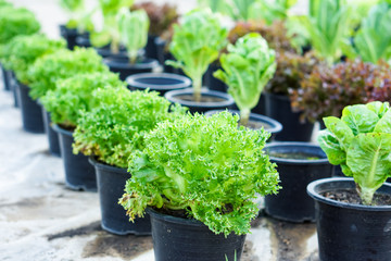 Organic vegetables, salads and green leafy vegetables.