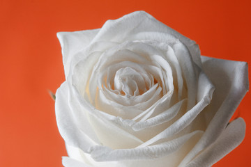 White rose isolated on orange background