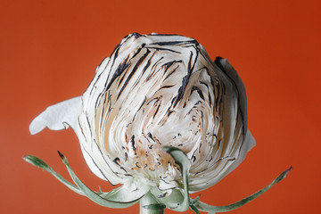 Obraz premium half white rose with burnt petals. isolated on orange background