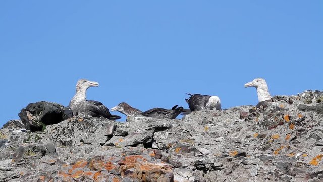 Giant Petrel on a rock Giant Petrel on the rocks of Antarctica