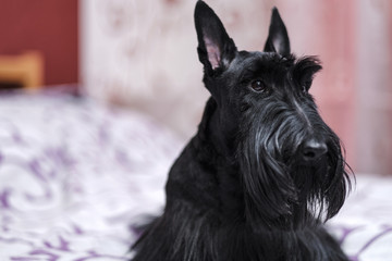 beautiful portrait of a funny Scotch Terrier