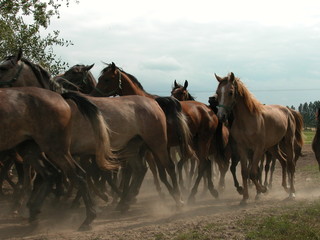 Janow Podlaski © M. G. Koperkiewicz