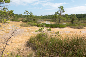 Fototapeta na wymiar Sulfur ponds in swamp