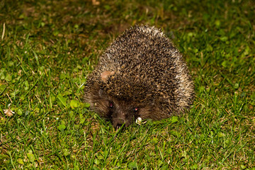 Hedgehog summer night