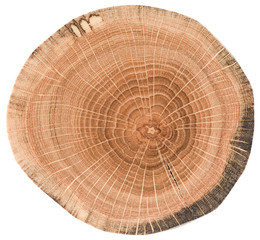 Oak wood texture. Tree slice with growth rings isolated on white background