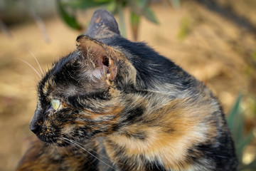 Katze, Stubentieger, Schmusekater 