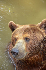 Fototapeta na wymiar brown bear in the water