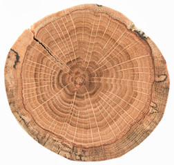 Oak wood texture. Tree stump with growth rings and cracks isolated on white background